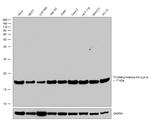 H3K4me3 Antibody in Western Blot (WB)