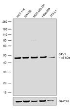 SAV1 Antibody in Western Blot (WB)