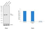 SAV1 Antibody