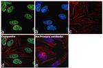 H3K9ac Antibody in Immunocytochemistry (ICC/IF)