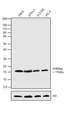 H3K9ac Antibody in Western Blot (WB)