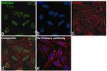 H3K14ac Antibody in Immunocytochemistry (ICC/IF)