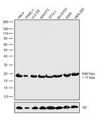 H3K14ac Antibody in Western Blot (WB)