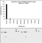 H3K14ac Antibody in Peptide array (ARRAY)