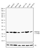 H3K18ac Antibody in Western Blot (WB)