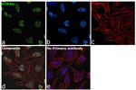 H3K4ac Antibody in Immunocytochemistry (ICC/IF)