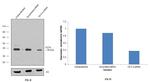 OCT4 Antibody in Western Blot (WB)