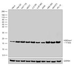 H3R2me1 Antibody in Western Blot (WB)