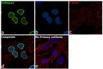 H3K4me1 Antibody in Immunocytochemistry (ICC/IF)