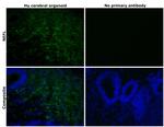 NEFL Antibody in Immunohistochemistry (Paraffin) (IHC (P))