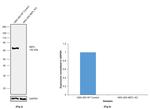 NEFL Antibody in Western Blot (WB)