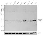 H3K4me3 Antibody in Western Blot (WB)