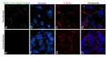 SARS-CoV-2 Spike Protein (RBD) Chimeric Antibody in Immunocytochemistry (ICC/IF)