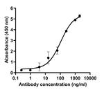 SARS-CoV-2 Spike Protein (RBD) Chimeric Antibody in ELISA (ELISA)