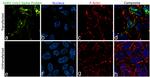 SARS-CoV-2 Spike Protein (RBD) Antibody in Immunocytochemistry (ICC/IF)