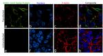 SARS-CoV-2 Spike Protein (RBD) Chimeric Antibody in Immunocytochemistry (ICC/IF)