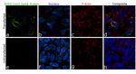 SARS-CoV-2 Spike Protein (RBD) Chimeric Antibody in Immunocytochemistry (ICC/IF)