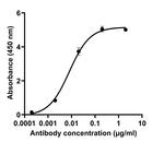 SARS-CoV-2 Spike Protein (RBD) Chimeric Antibody in ELISA (ELISA)