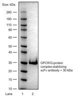 GPCR/G-protein complex-stabilizing scFv Antibody