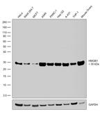 HMGB1 Antibody in Western Blot (WB)