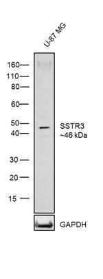 SSTR3 Antibody in Western Blot (WB)