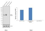 CXCR4 Antibody in Western Blot (WB)