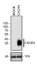 CXCR4 Antibody in Western Blot (WB)