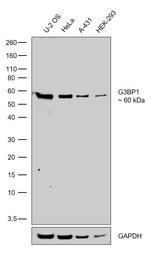 G3BP1 Antibody in Western Blot (WB)