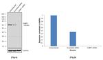 G3BP1 Antibody in Western Blot (WB)