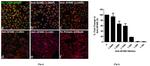 Alexa Fluor 488 Antibody