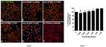 Alexa Fluor 488 Antibody in Immunocytochemistry (ICC/IF)