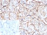 TGFB2 (Transforming Growth Factor beta 2) Antibody in Immunohistochemistry (Paraffin) (IHC (P))