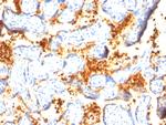 Transglutaminase II (TGM2) Antibody in Immunohistochemistry (Paraffin) (IHC (P))