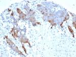 Transglutaminase II (TGM2) (FN Binding Domain) Antibody in Immunohistochemistry (Paraffin) (IHC (P))