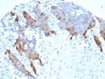 Transglutaminase II (TGM2) (FN Binding Domain) Antibody in Immunohistochemistry (Paraffin) (IHC (P))