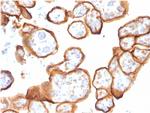 Thrombomodulin/CD141 Antibody in Immunohistochemistry (Paraffin) (IHC (P))