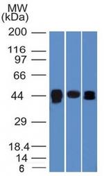 TIA1 (T-Cell-Restricted Intracellular Antigen-1) Antibody in Western Blot (WB)