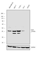 Connexin 43 Antibody in Western Blot (WB)