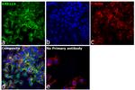 RAB11A Antibody in Immunocytochemistry (ICC/IF)