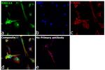 RAB11A Antibody in Immunocytochemistry (ICC/IF)