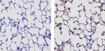 CCL5 (RANTES) Antibody in Immunohistochemistry (Paraffin) (IHC (P))