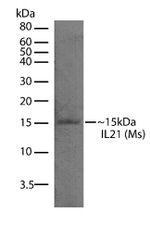 IL-21 Antibody in Western Blot (WB)