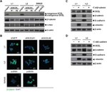 c-Myc Antibody in Western Blot (WB)