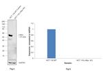 c-Myc Antibody in Western Blot (WB)