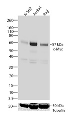 c-Myc Antibody in Western Blot (WB)