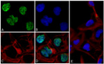 c-Myc Antibody in Immunocytochemistry (ICC/IF)