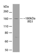 IRS1 Antibody in Western Blot (WB)