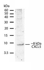 CXCL5 Antibody in Western Blot (WB)