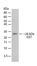 GST Tag Antibody in Western Blot (WB)