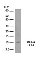 CCL4 Antibody in Western Blot (WB)